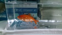 至急金魚ストレス 水に流されるままに泳ぎ ときどき急にすごい勢いで水 Yahoo 知恵袋