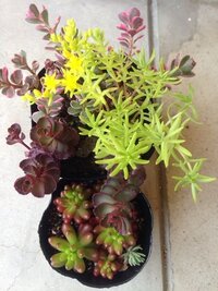 セダムのトリカラー ドラゴンズブラッドを増やしたくて日光のあたるところ Yahoo 知恵袋