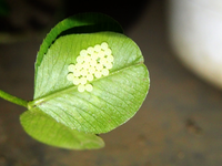 写真有 シロツメクサ クローバーにつく虫について 先ほど鉢植えの Yahoo 知恵袋