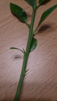 植えてはいけない庭木はどんなものがありますか 金木犀などはお寺 Yahoo 知恵袋