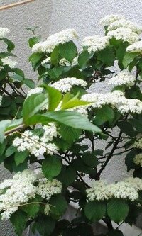 白い花を咲かせる庭木の名前をおしえて下さい 背丈80cm位の木に Yahoo 知恵袋