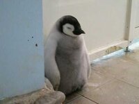 皇帝ペンギンの赤ちゃんの生まれたばかりの体重と体長を教えて下さい 和歌 Yahoo 知恵袋
