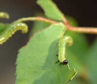 ニームを使ってバラを育てています 5月の開花までは順調だったのですが Yahoo 知恵袋
