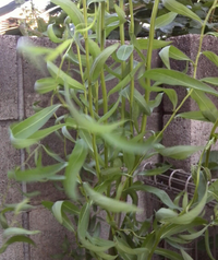 生花でウンリュウヤナギの枝を購入しました 水差ししていたところ枝か Yahoo 知恵袋