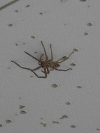 至急 お願いしますこのクモが天井にいましたが 見失ってしまいましたもしや毒蜘蛛で 教えて 住まいの先生 Yahoo 不動産