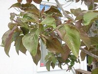 はなみずきがうどん粉病です 昨年 相当酷かったので 1月と3月に石灰硫 Yahoo 知恵袋