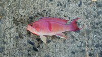 このお魚の名前を教えてください ピンク色できれいなお魚です Yahoo 知恵袋