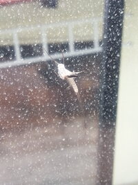 昨日の晩コンビニのガラスに大量の羽が生えた虫がいたんですが 去年もこ Yahoo 知恵袋