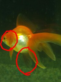 金魚のヒレが黒くなってきました どうしたらいいですか お願 Yahoo 知恵袋