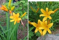 この花は何という花でしょうか カンゾウの仲間に見えますが詳しく教えてください Yahoo 知恵袋