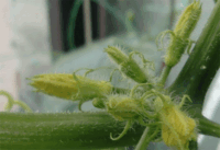 きゅうりの実についておしえてください きゅうりの つぼみ みた Yahoo 知恵袋