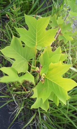 街路樹です 葉の形が面白いので調べてみたのですが ユリノキにそっくりで Yahoo 知恵袋