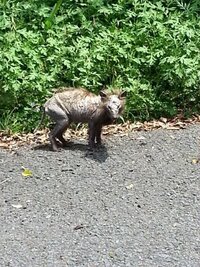 姿がハイエナにそっくりな犬の種類は何ですか 先日 桜を見に行 Yahoo 知恵袋