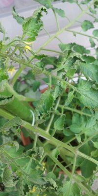 トマトの葉の剪定はどの位茂ったらどの程度選定すれば良いのでしょう Yahoo 知恵袋