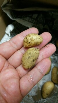 小さいジャガイモ は毒なのですか 今朝 家庭菜園でジャガイモの Yahoo 知恵袋