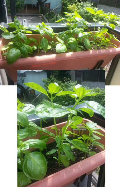 バジルの摘心の仕方について 去年のバジルは摘心のやり方を間違え収穫 Yahoo 知恵袋