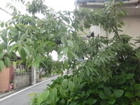 桜切るバカ梅切らぬバカ といいますが これはどういう意味ですか 桜 Yahoo 知恵袋