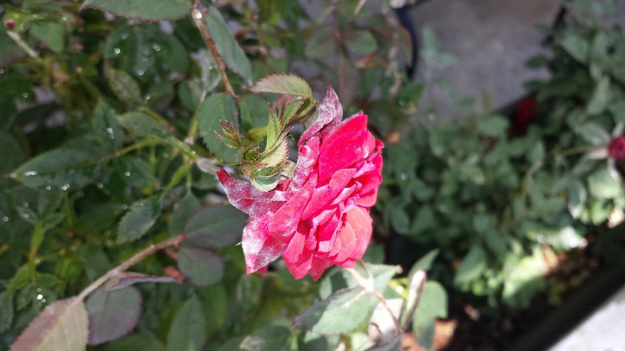 花 白いカビ
