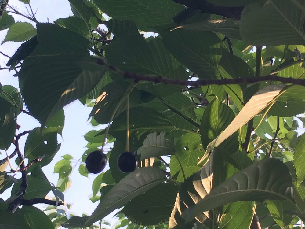 庭にある桜の木に 黒っぽい実がなっています この実は食べることができる Yahoo 知恵袋