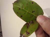 常緑ヤマボウシの葉の色が悪くて 常緑ヤマボウシホンコンエ Yahoo 知恵袋