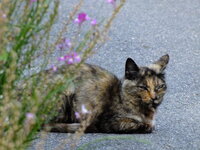 猫好きの女の人は変な人が多いような気がするのですが 偏見ですかね Yahoo 知恵袋