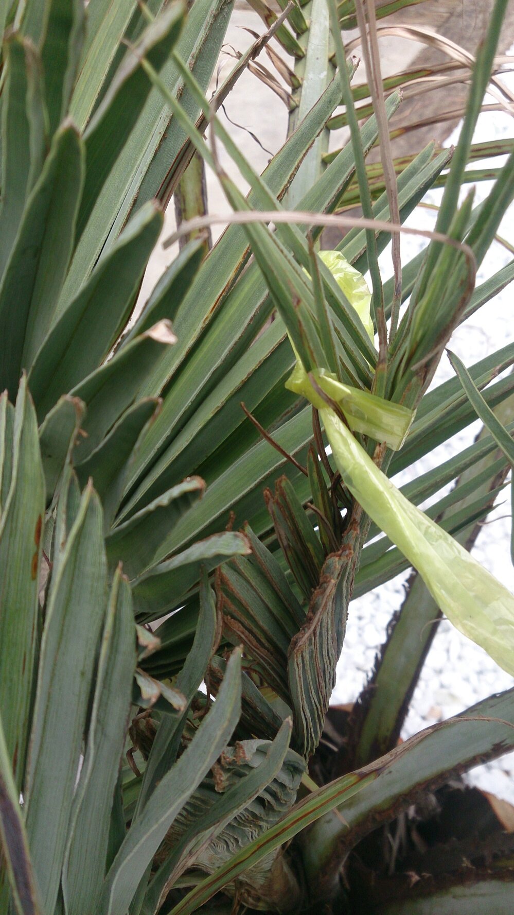 庭に植えたココスヤシが元気がないように見えます。葉先から徐々に枯れてき... - Yahoo!知恵袋