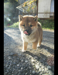 柴犬仔犬に餃子又はシュウマイを食べさせても大丈夫ですか Yahoo 知恵袋