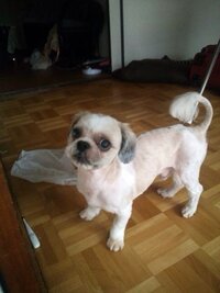 犬の目 シーズーの5ヶ月です 目の色が 少し赤いです 右目だけ ワインの Yahoo 知恵袋