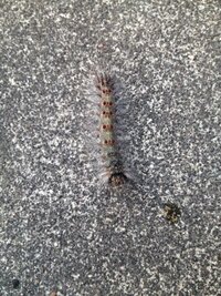 ブルーベリーの木にいた毛虫について教えてください ブルーベリーの Yahoo 知恵袋
