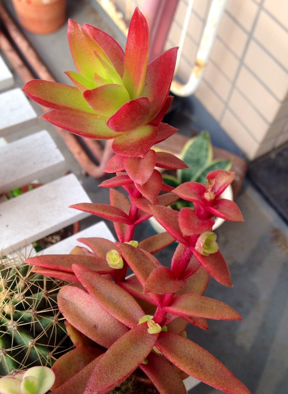 この赤い多肉植物の名前がわかりません 紅葉祭りか 赤鬼城かと思っている Yahoo 知恵袋