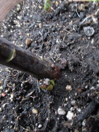 カサブランカの球根から二つ目の芽が出ていますが 先に伸びた芽は虫に食わ Yahoo 知恵袋