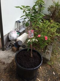 旭山桜を庭に地植えします ポットからの移し方や土の種類など教えて下さい Yahoo 知恵袋