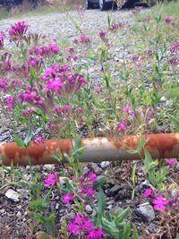 初夏 野に咲くこの花の名前をどなたか教えて下さい 人 ナデ Yahoo 知恵袋