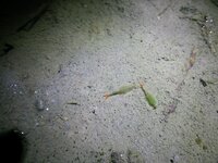 この時期に ジー と鳴く虫は何て言う虫ですか 途切れることな Yahoo 知恵袋