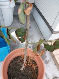 暖地桜桃の病気 について少しずつ葉の縁から枯れ始め 広がって Yahoo 知恵袋