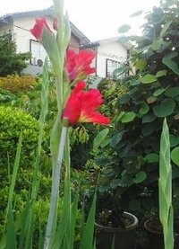 赤い花の名前を教えて下さい 細長い葉と60cm位の茎に赤い花 Yahoo 知恵袋
