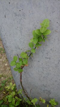 この植物は何でしょうか。

硬いつるのようなのが伸びてます。 