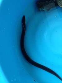 おちょぼ口の魚っていませんよね カワハギ ウマズラハギなどのハギ系は Yahoo 知恵袋