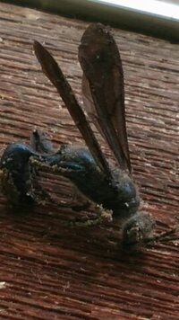 この蟻みたいな青い虫はなんと言う名前でしょうか 知っている方がいらっし Yahoo 知恵袋