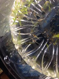 ミナミヌマエビの変色についてですが 今いるだけで 茶 緑 黒がいて 赤い奴 Yahoo 知恵袋