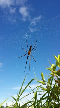 宮古島で見られるこの胴体が大きいクモの名前は？ - オオジョロウグモ