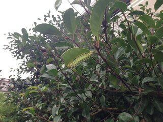 庭の木に大量発生しました この幼虫は何という名前なのでしょう Yahoo 知恵袋