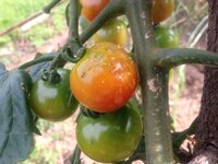ミニトマトのアリ対策は 家庭菜園でミニトマトを栽培しています Yahoo 知恵袋