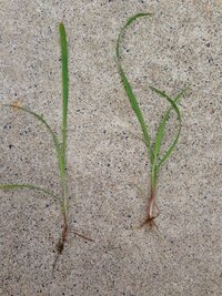 庭の芝生に雑草が生えてきました 数年前もこの雑草がかなり発生したのです Yahoo 知恵袋