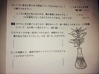 花に色水を吸わせる実験 今度 白い花に色水を吸わせる実験をやろうと思 Yahoo 知恵袋