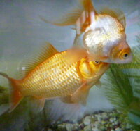 金魚が 突然 物影 水草等 に隠れるのは 金魚の習性でしょう Yahoo 知恵袋