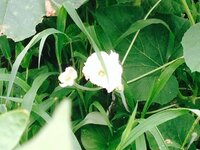 これは 冬瓜の花ですか 白い冬瓜の花って在るんですか Yahoo 知恵袋