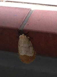 ベランダに5センチくらいの白い蛾がいます お尻のあたりに茶色っぽい Yahoo 知恵袋