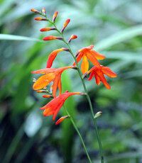 キツネノカミソリによく似た花を見つけました しかし 時期が６月で 花の色は黄 Yahoo 知恵袋