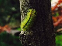 害虫の名前と繁殖方法を教えてください 庭の紅葉の木に害虫が発 Yahoo 知恵袋